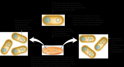 Antibiotic resistance gene in vector allows selection of transformants