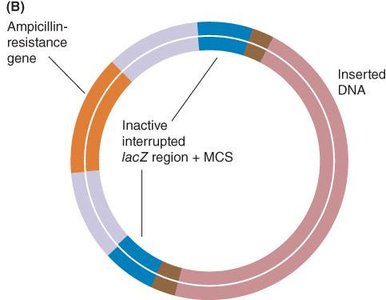 White colonies indicate recombinant DNA