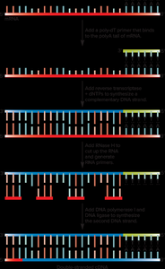 Synthesis of cDNA from mRNA