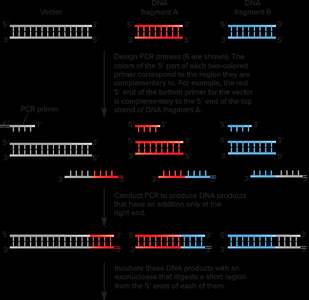 PCR amplification and overlapping regions for Gibson Assembly