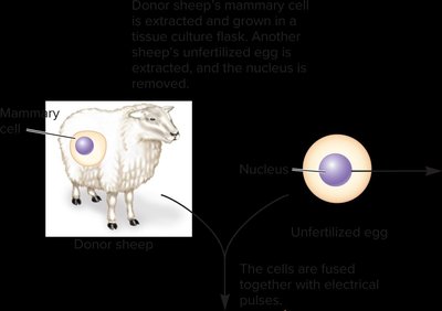 Somatic cell nuclear transfer: Dolly the sheep