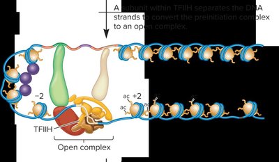 TFIIH separates the DNA strands to convert the preinitiation complex to an open complex