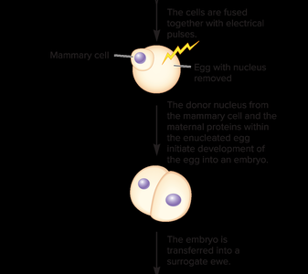 Fusion and embryo development in reproductive cloning