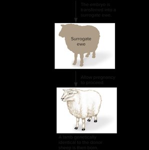 Surrogate ewe and birth of cloned sheep