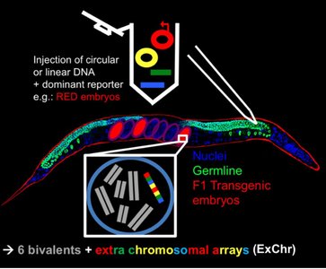 Extrachromosomal arrays in C. elegans