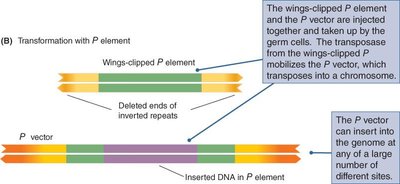 Transformation with P element
