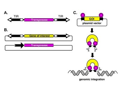Two-particle system for P element-mediated gene insertion