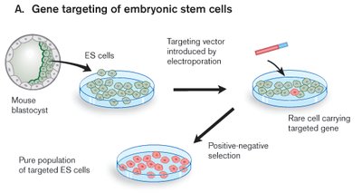 Electroporation and transformation of ES cells