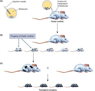 Injection of transformed ES cells into blastocyst and generation of transgenic mice