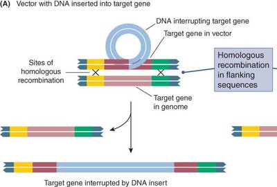 Gene targeting: insertion of DNA into target gene by homologous recombination