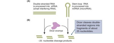 Dicer cleaves double-stranded RNA into ~25 nucleotide fragments