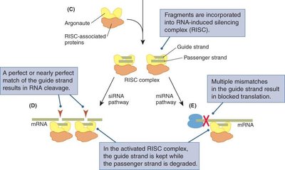RISC complex mediates mRNA degradation or translation block