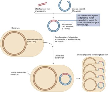 Overview of molecular cloning: recombinant DNA and bacterial transformation