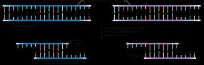 Restriction enzyme cleavage of DNA