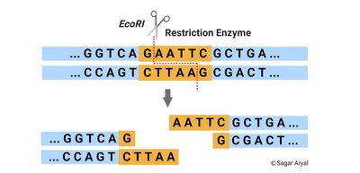 EcoRI restriction enzyme creates sticky ends