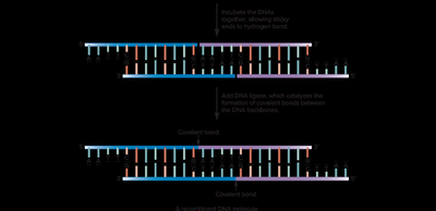 DNA ligase joins DNA fragments with sticky ends