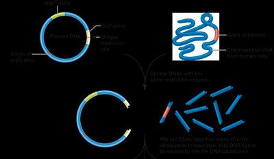 Using restriction enzymes and ligase to link DNA from different sources