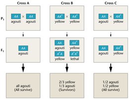 Lethal allele crosses in mice