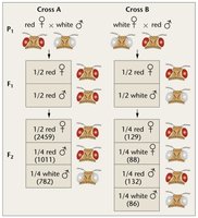 X-linked inheritance in Drosophila