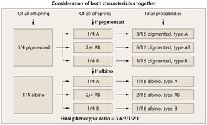 Albinism and ABO blood typing