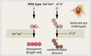 Gene interaction example: fruit fly eye color