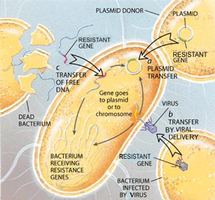 Mechanisms of antibiotic resistance gene transfer