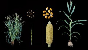 Wild and domesticated corn comparison