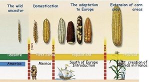 Timeline of corn domestication and adaptation