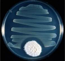 Penicillium inhibiting bacterial growth