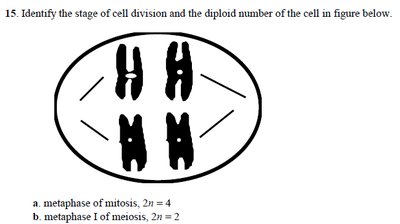 Cell division diagram