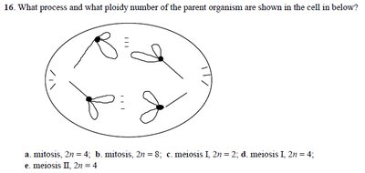 Cell division diagram