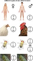 Different types of sex determination in humans, birds, flies, and grasshoppers