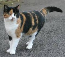 Calico cat as an example of X-inactivation mosaicism