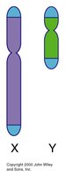 X and Y chromosome structure with PARs