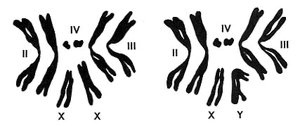 Chromosomes of normal male and female Drosophila
