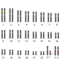 Karyotype showing X chromosome gene dosage