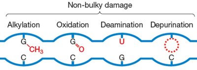 Non-bulky DNA damage types