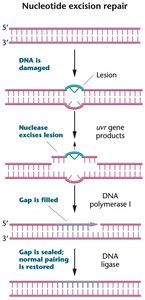 Nucleotide excision repair pathway