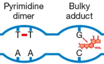 Bulky adducts and thymine dimers
