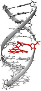 NER steps: excision, synthesis, ligation