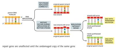 Consequences of mismatch repair presence or absence