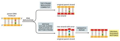 Mismatch repair restores original sequence