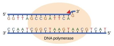 DNA polymerase proofreading mechanism