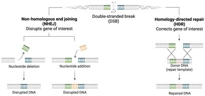 NHEJ vs. HRR repair pathways