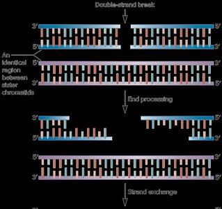 Homologous recombination repair steps