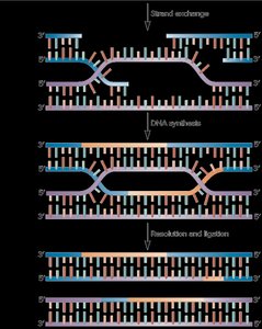 Strand invasion and DNA synthesis in HRR