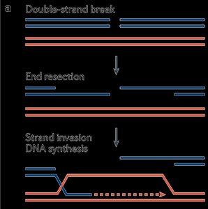 HRR: DSB, end resection, strand invasion, DNA synthesis