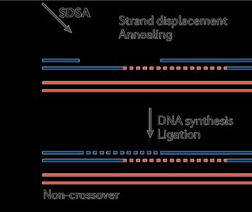 HRR: SDSA and DSBR pathways