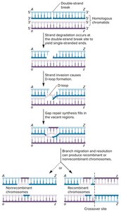 Resolution of Holliday junctions in HRR