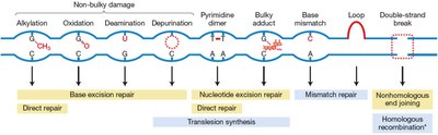 Types of DNA damage and repair pathways